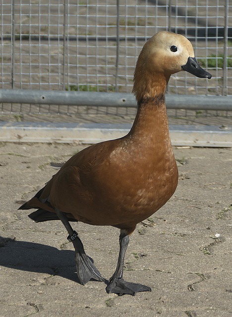 不依賴於低